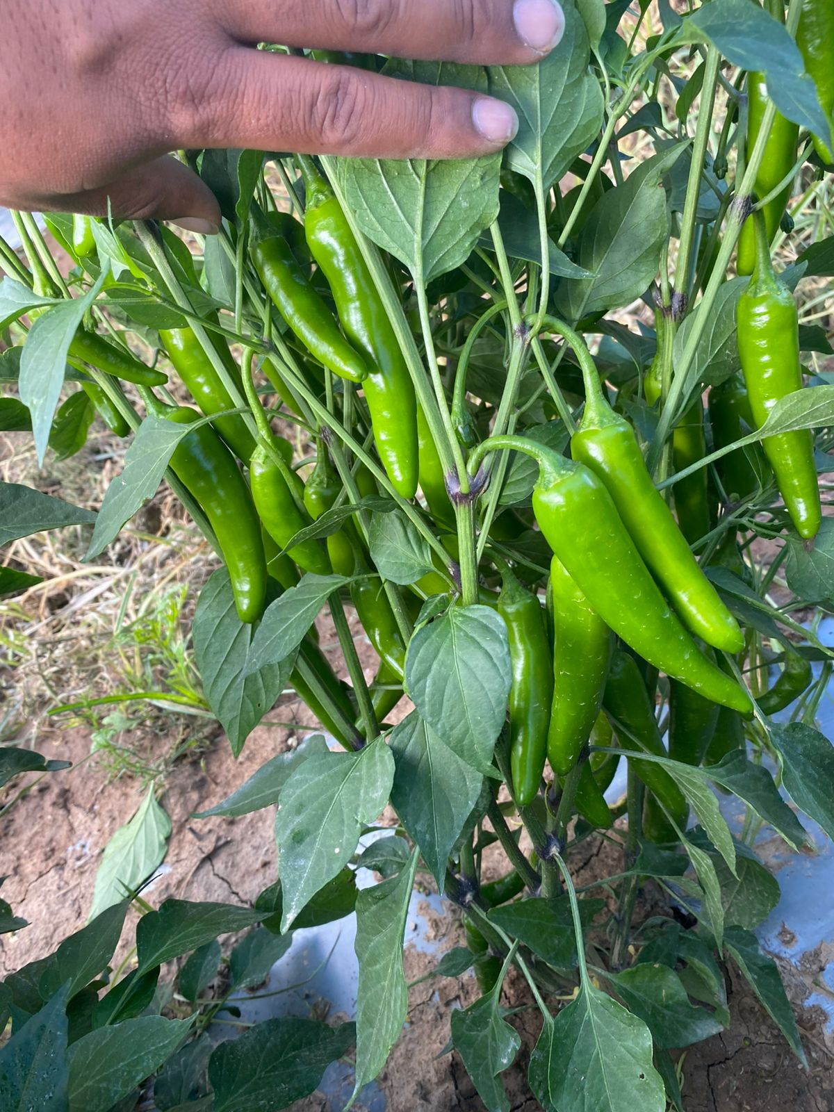 Chile Serrano - SALSIPUEDES PRODUCTS